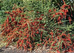 Image result for Evergreen Wintercreeper Shrub with Red Berries