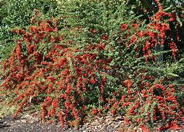 Image result for Northern Minnesota Shrub with Red Berries