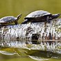 Image result for Turtle Coloring Pages to Print