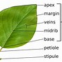 Image result for Science Parts of a Leaf