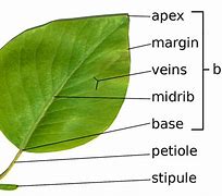 Image result for Science Parts of a Leaf