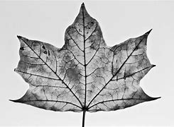 Image result for Maple Leaf Template