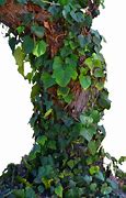 Image result for Tree Ivy and Vines Stock-Photo