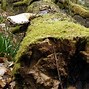 Image result for Small Log S