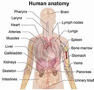 Image result for Freepik Human Body Outline