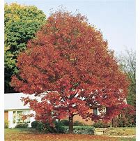 Image result for Northern Red Oak