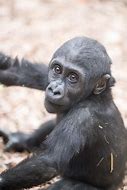 Image result for Baby Gorilla Coloring Page