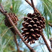 Image result for Pine Cone Border