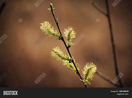 Image result for Willow Tree Branch