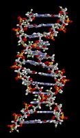 Image result for DNA Sugar Structure