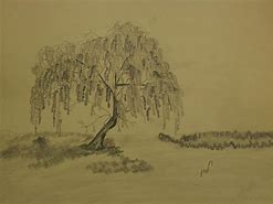 Image result for Weeping Willow Drawing