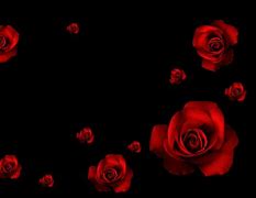 Image result for Dark Red Roses Black Background