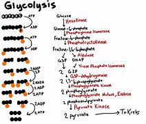 Image result for Glycolysis Reaction