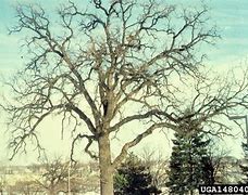 Image result for Root System of Bur Oak