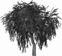 Image result for Weeping Willow Tree Silhouette