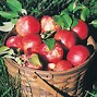 Image result for A Picture of an Apple Tree