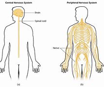 Image result for Human Body Anatomy Brain