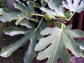 Image result for Dinkle Leaves