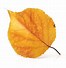 Image result for Aspen Leaf Tattoo