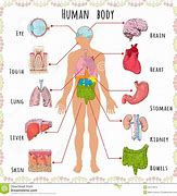 Image result for Anatomy Body Parts Clip Art