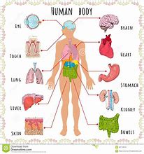 Image result for Cartoon Human Body Anatomy