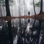 Image result for forest photography tips