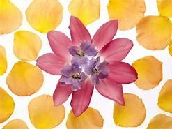 Image result for Bright Colored Flowers