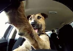 Image result for Dog Driving