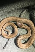 Image result for Snakes of NC