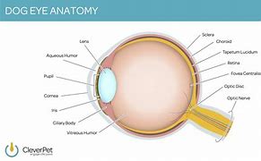 Image result for Dog Eye Anatomy