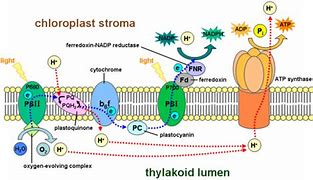 Image result for Photosynthesis Game