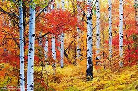 Image result for Aspen Trees in Autumn