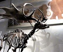 Image result for Irish Elk Skeleton