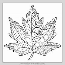 Image result for Maple Leaf Coloring