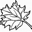 Image result for Maple Leaf Coloring