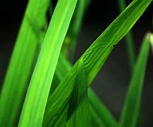 Image result for Leaf Arrangement of Grass