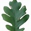 Image result for Oregon White Oak Leaf