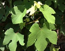 Image result for Wild Grape Vine Leaf