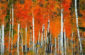 Image result for American Aspen Tree