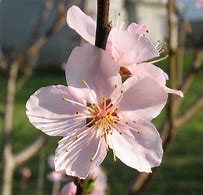 Image result for Verticle Picture of an Peach Tree in Blossom