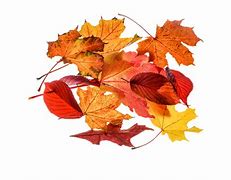 Image result for Fall Silhouette Designs