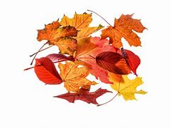 Image result for Creating Leaf Images with Transparent Background