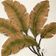 Image result for Tropical Leaf Wall Art