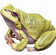 Image result for Frog Jumping PNG