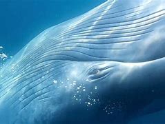 Image result for Adult Blue Whale