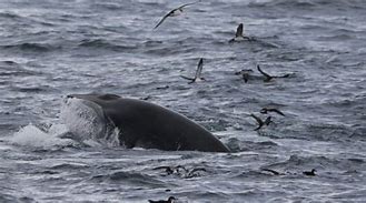 Image result for Minke Whale vs Dolphin