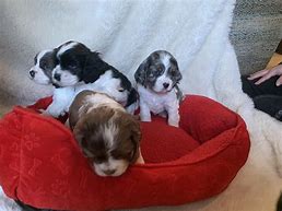 Image result for Black Cocker Spaniel Puppies