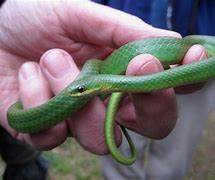 Image result for Amphibian Snake