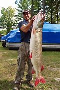 Image result for Great Lakes Musky