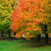 Image result for Best Fall Color Maple Tree